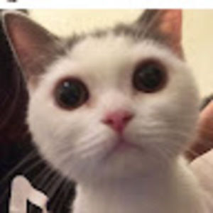 Meet your Posher, Yue